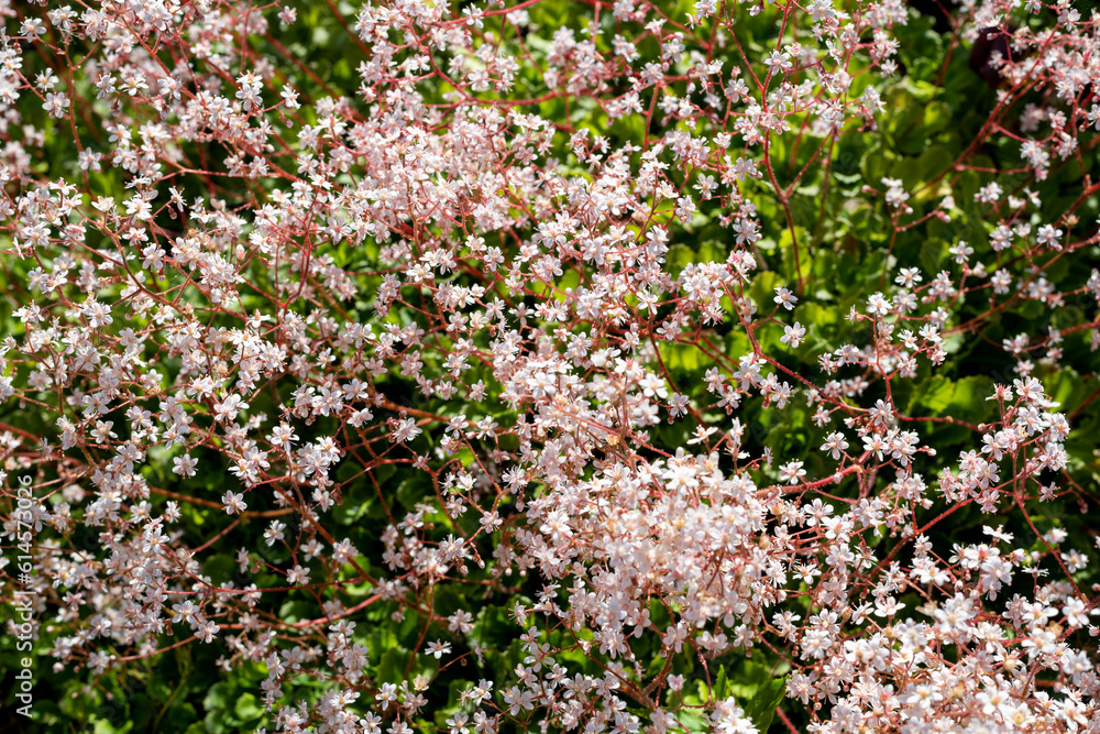 London pride (saxifraga x urbium) flowers in bloom London pride (saxifraga x urbium) flowers in bloom