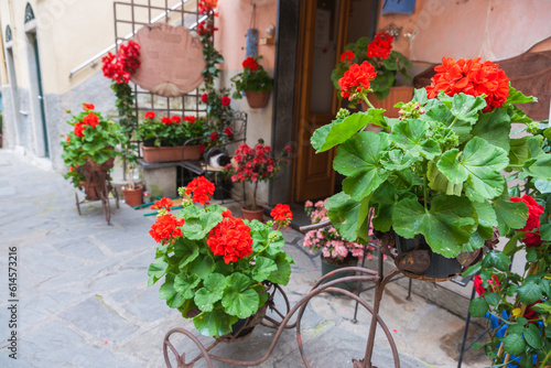 Green leaves with red geranium flowers in pots in cycle basket