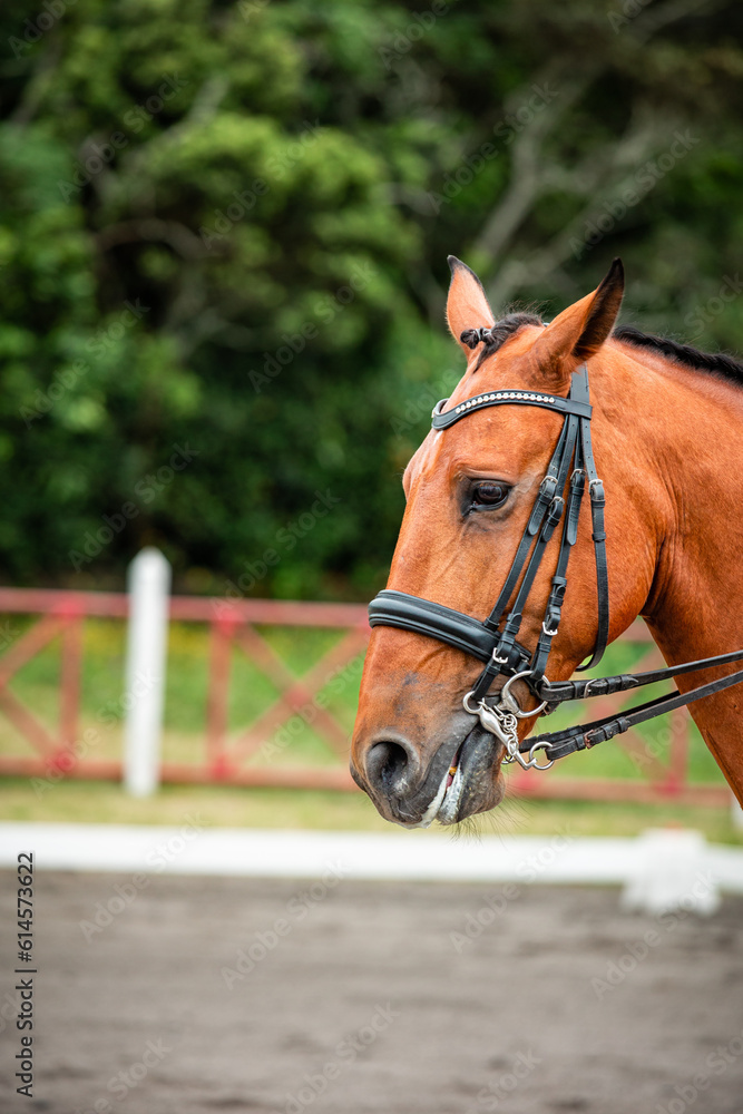 Fototapeta premium Brown horse during dressage competition, bridle, saddle and rider.