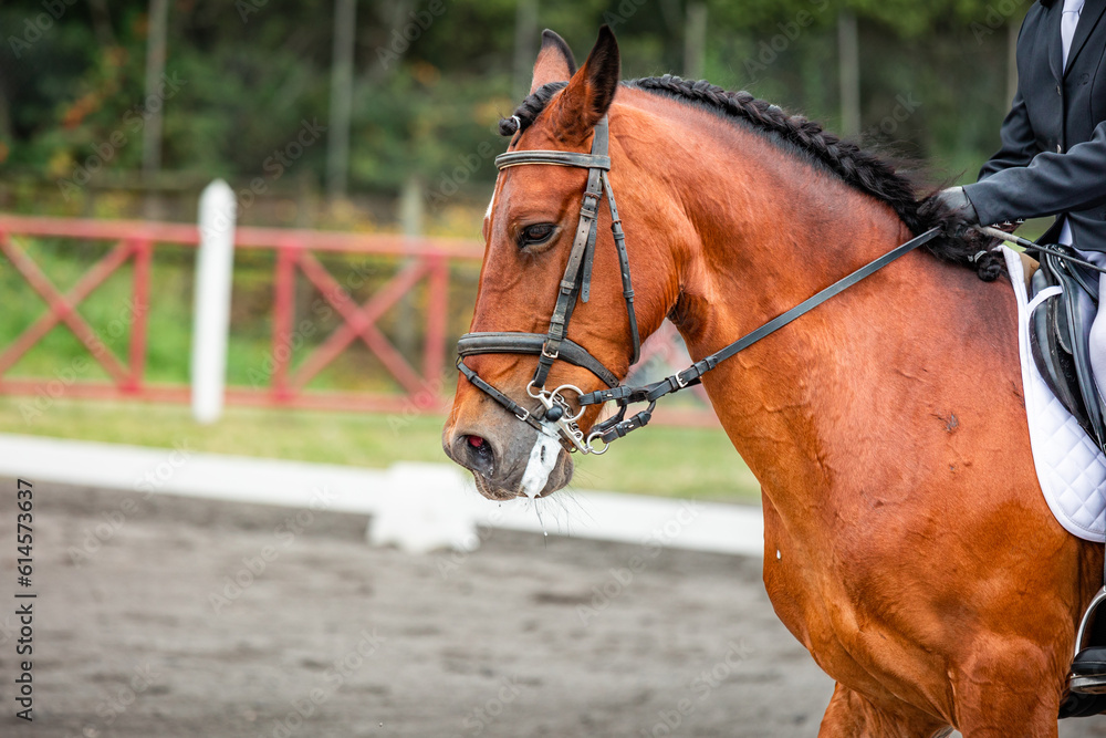Brown horse during dressage competition, bridle, saddle and rider. Brown horse during dressage competition, bridle, saddle and rider.