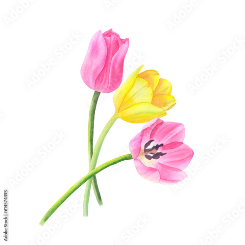 Yellow and pink tulips on a transparent background. Watercolor hand drawn illustration.