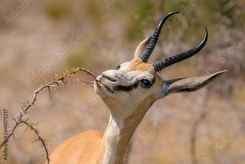 Springbok Eating Thorn Bush