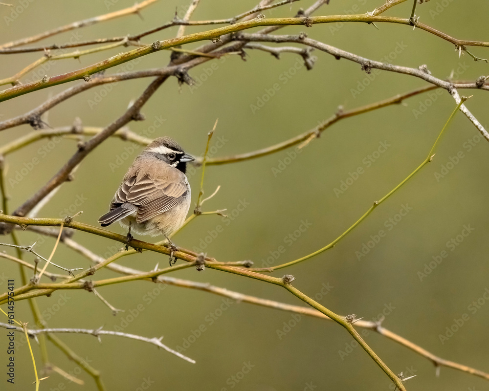 Photograph of a Black Throated Sparrow Photograph of a Black Throated Sparrow