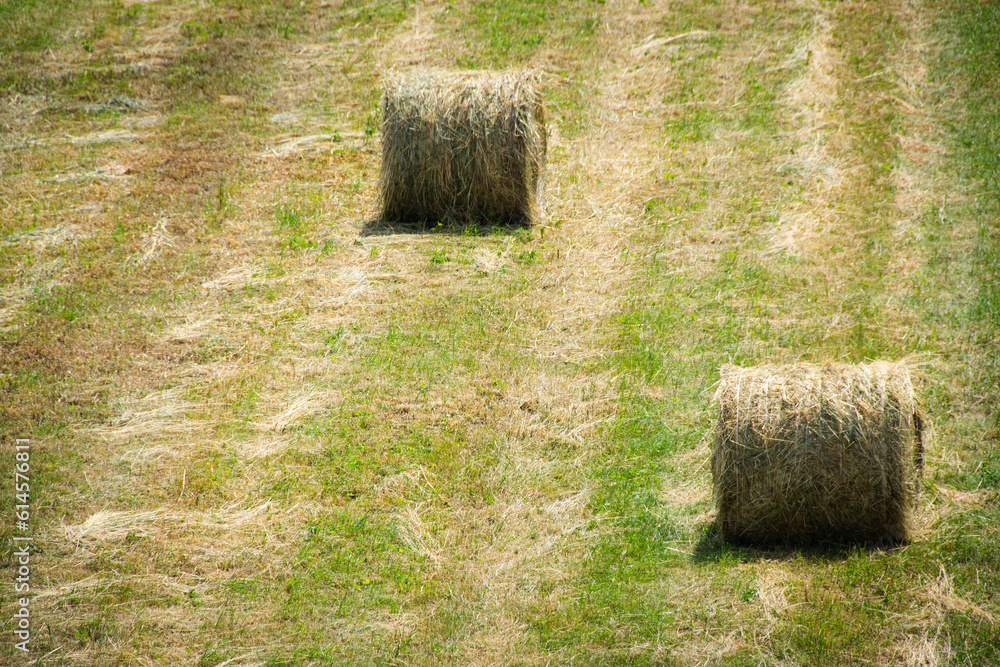 Some hay bales with green background. Some hay bales with green background.