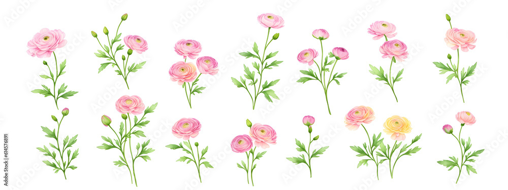 Ranunculus flower. Floral frame wreath of pink ranunculus flower buds and eucalyptus on white background. Flat lay, top view mockup. Frame of flowers. Generative AI. 