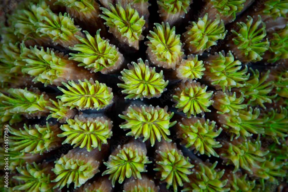 Detail of a star coral, Galaxea sp., growing on a coral reef in Indonesia. Detail of a star coral, Galaxea sp., growing on a coral reef in Indonesia.