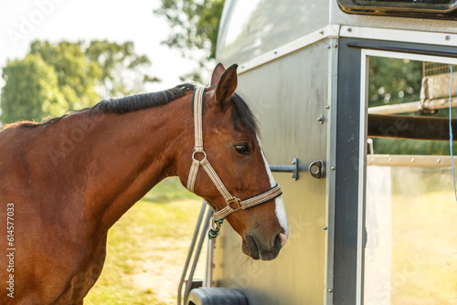 Portrait of a bay brown warmblood horse tied to a horse trailer in summer outdoors. Horse transportation