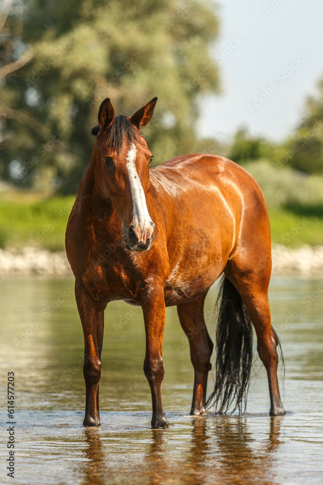 Portrait of a bay brown andalusian x arab horse gelding having fun in the water of a river in summer outdoors, horse cooling down in water Portrait of a bay brown andalusian x arab horse gelding having fun in the water of a river in summer outdoors, horse cooling down in water