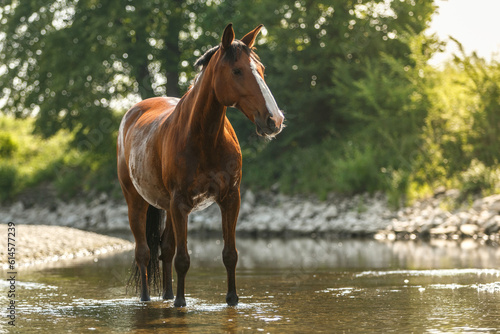 Portrait of a bay brown andalusian x arab horse gelding having fun in the water of a river in summer outdoors, horse cooling down in water