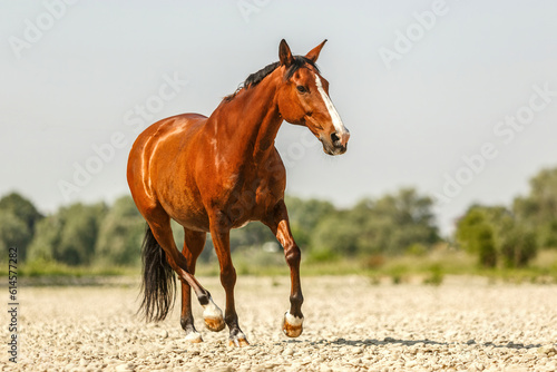 Portrait of a beautiful bay brown andalusian x arab horse gelding at the gravel beach bank of a river in summer outdoors photo