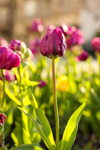 Beautiful colorful tulip growing in flower bed  closeup
