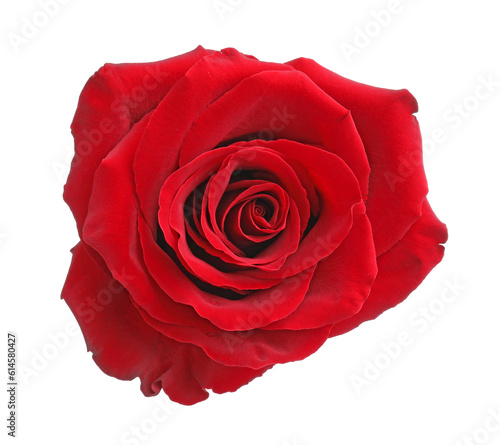 Fototapeta Naklejka Na Ścianę i Meble -  Beautiful fresh red rose isolated on white
