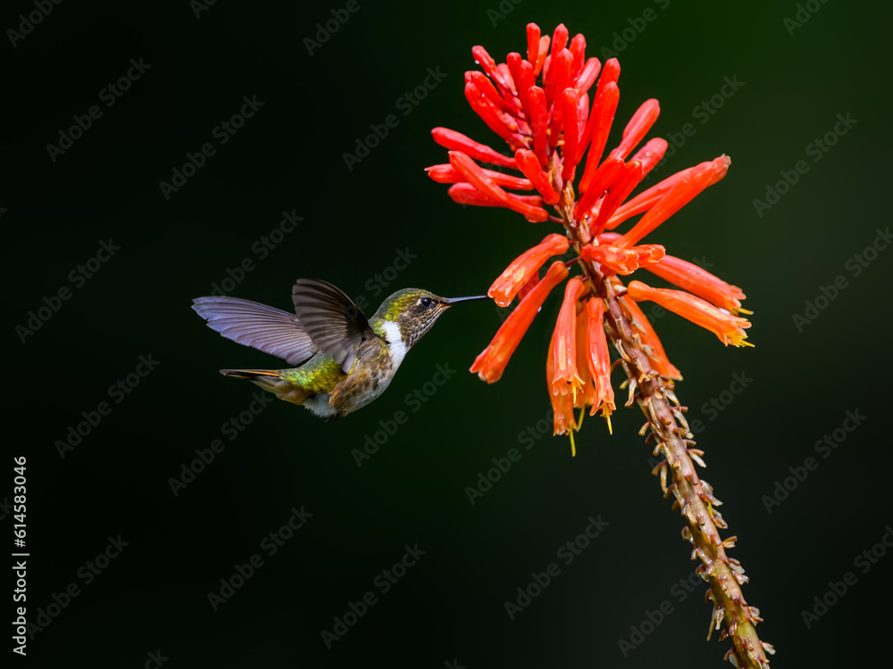 Fototapeta premium Volcano Hummingbird in flight feeding on orange flower