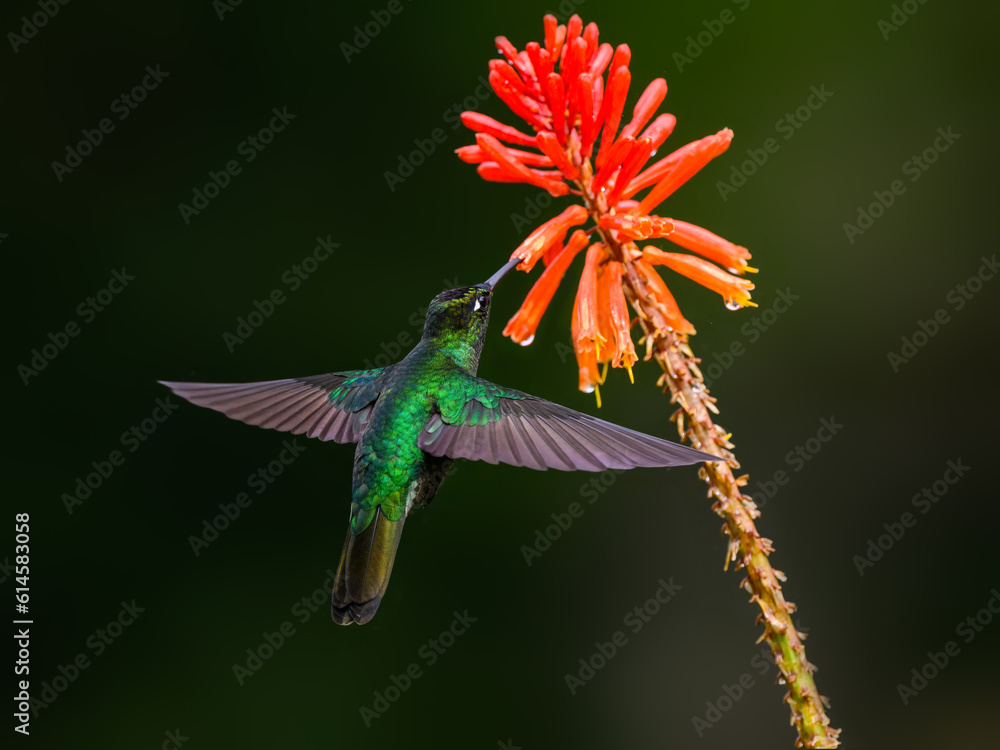 Obraz premium Talamanca Hummingbird in flight feeding on orange flower