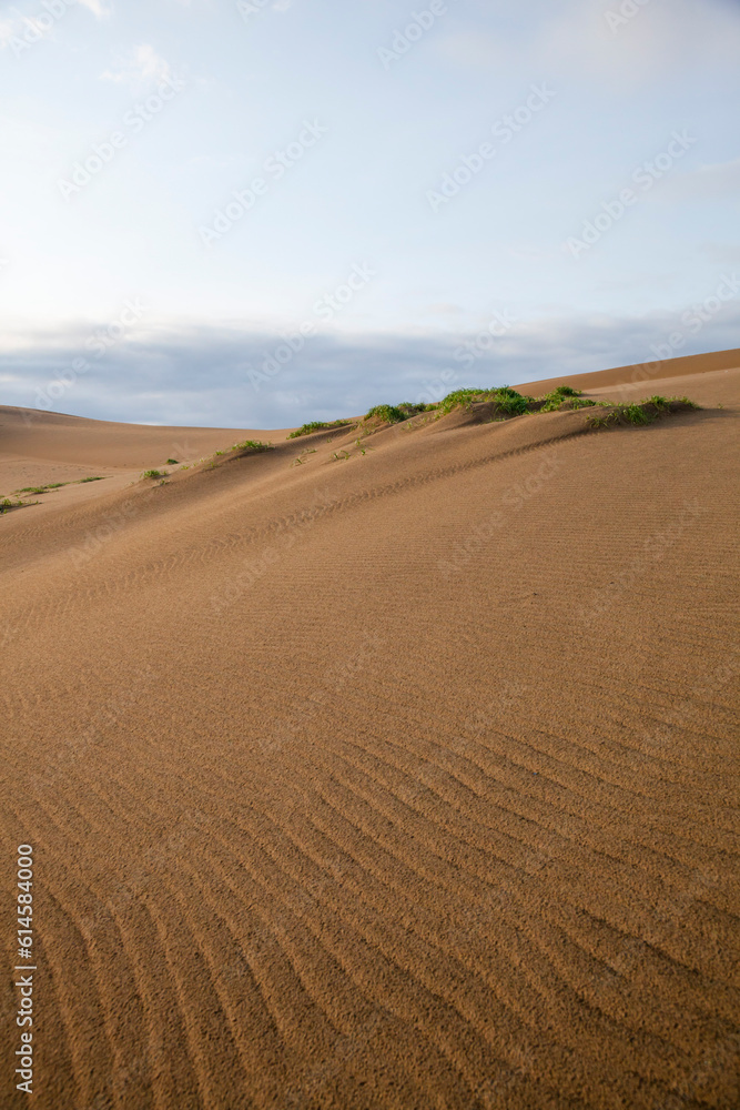 Naklejka premium 朝方の鳥取砂丘 鳥取県 鳥取砂丘