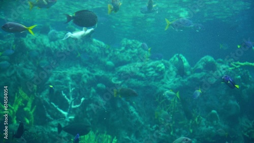 Wallpaper Mural Blue Tang Fish The Dory Swimming In Tropical Reef Torontodigital.ca