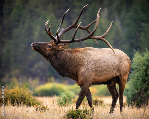 Bull Rocky mountain elk (cervus canadensis) walking in moraine park meadow during the fall elk rut at Rocky Mountain National Park, Colorado, USA