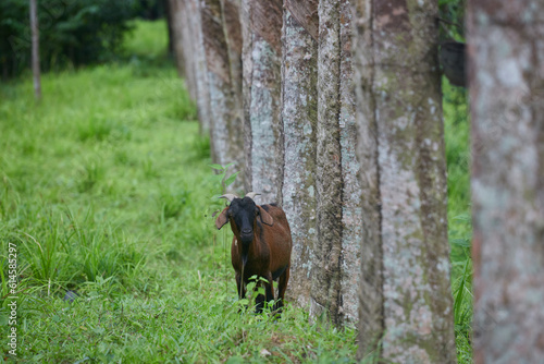 Portrait of young goats grazing in the rubber tree field