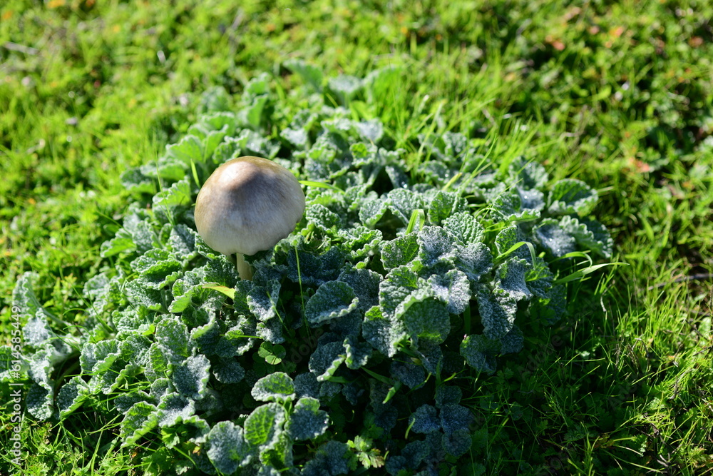 grass on the ground, mushroom, white, grass on the ground, mushroom, white,