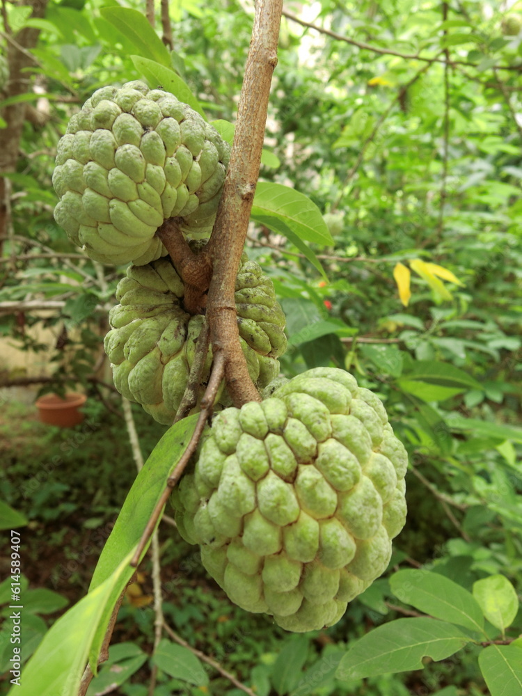 durian on a tree durian on a tree