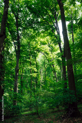 Atmospheric photo of a green spring forest consisting of European beech. Natural natural background