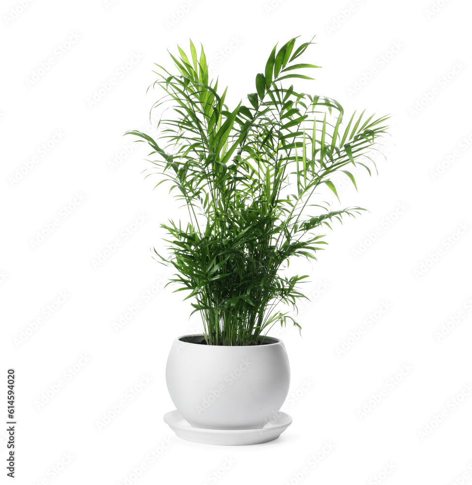 Beautiful Ravenea rivularis plant in pot isolated on white. House decor Beautiful Ravenea rivularis plant in pot isolated on white. House decor