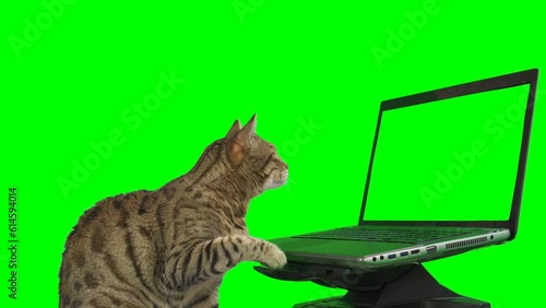 Bengal cat sitting in front of a laptop computer, looking at the screen, putting his paw on the keyboard on green screen isolated with chroma key.