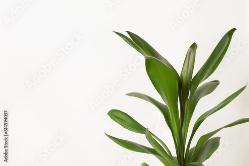 Beautiful dracaena plant near white wall, space for text. House decor