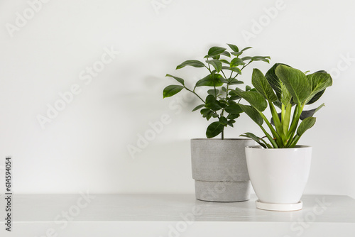 Beautiful plants in pots on white table indoors, space for text. House decor