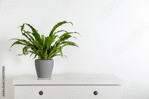 Beautiful asplenium plant in pot on white chest of drawers indoors, space for text. House decor