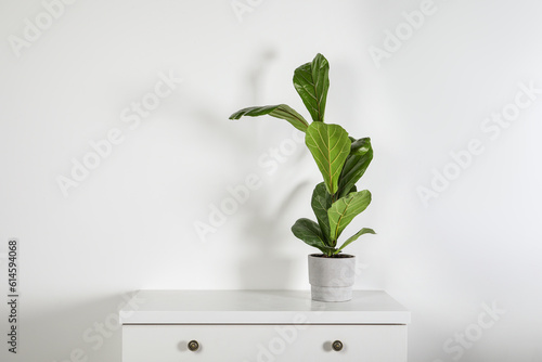 Beautiful ficus plant in pot on white chest of drawers indoors, space for text. House decor photo