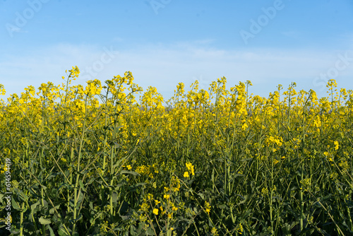 Field of colza rapeseed yellow flowers and blue sky. Oilseed, canola, colza. Nature background. Spring landscape. Ukraine agriculture illustration © Анастасія Стягайло