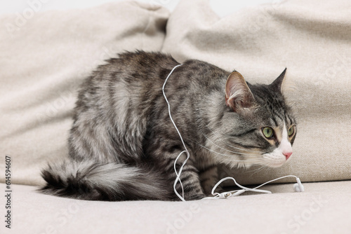 Naughty cat with damaged wired earphones on sofa indoors
