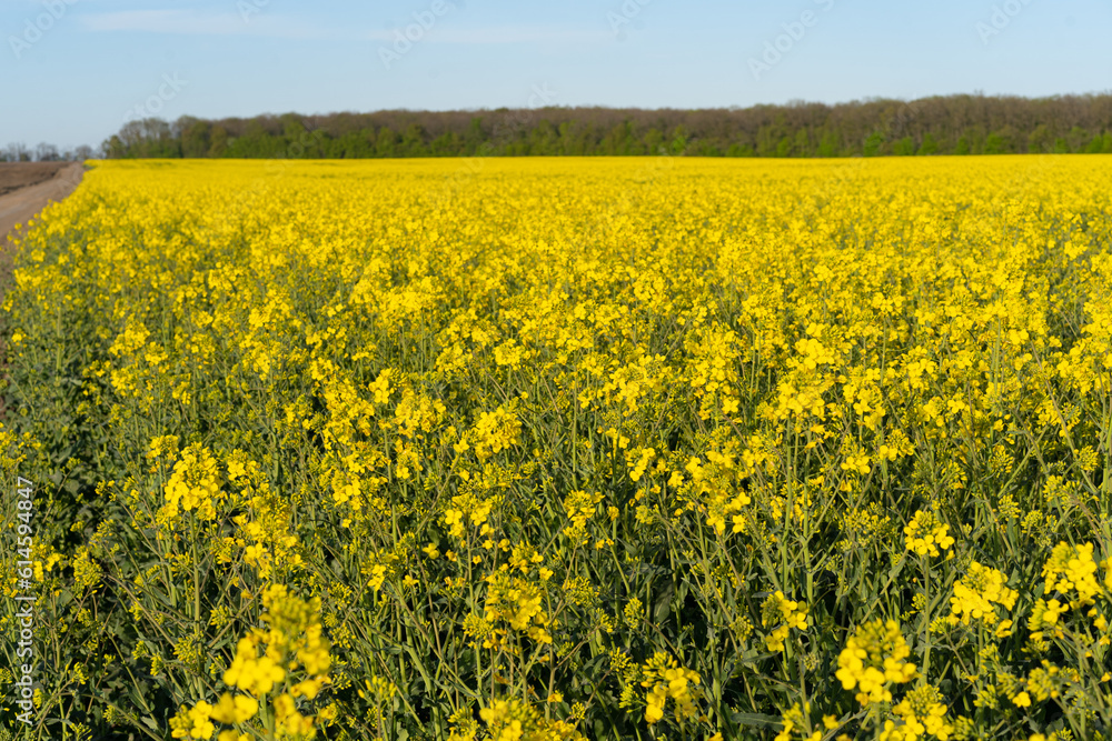 Field of colza rapeseed yellow flowers and blue sky. Oilseed, canola, colza. Nature background. Spring landscape. Ukraine agriculture illustration Field of colza rapeseed yellow flowers and blue sky. Oilseed, canola, colza. Nature background. Spring landscape. Ukraine agriculture illustration