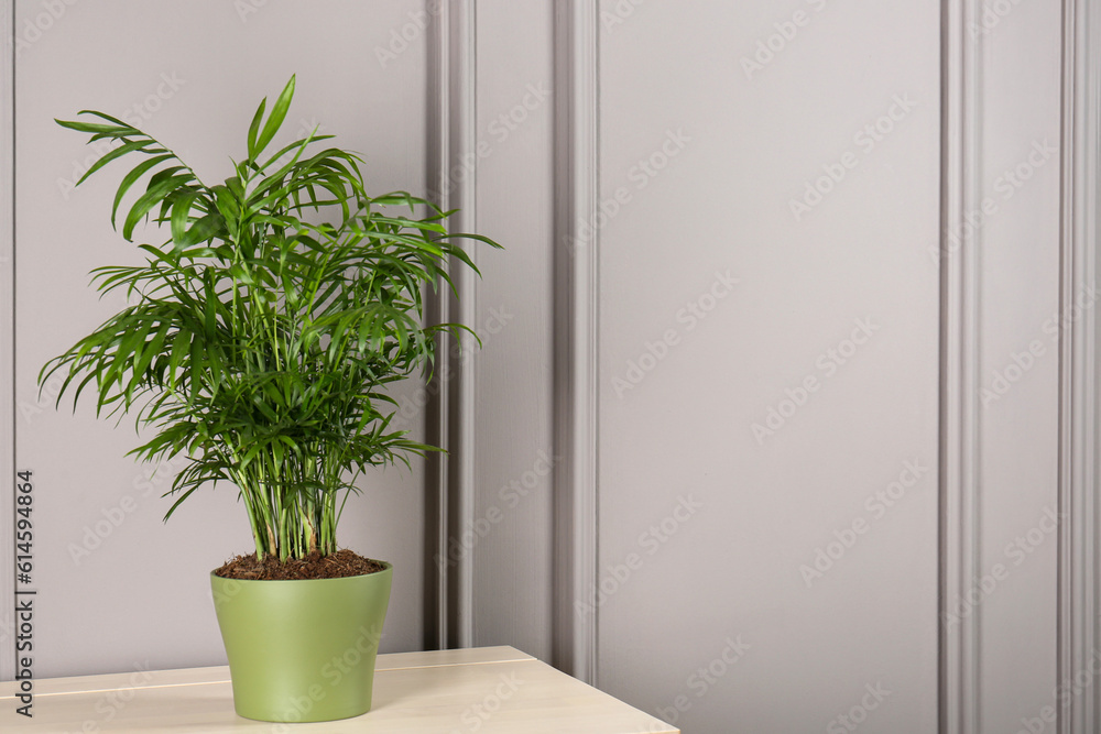 Potted chamaedorea palm on light table near white wall, space for text. Beautiful houseplant Potted chamaedorea palm on light table near white wall, space for text. Beautiful houseplant
