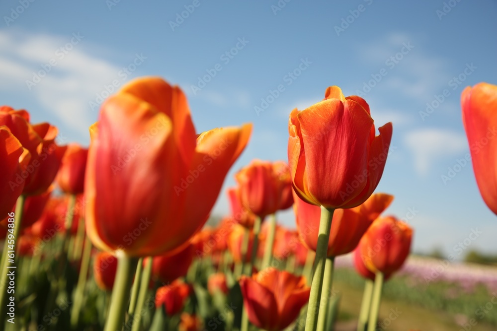 Beautiful red tulip flowers growing in field on sunny day, selective focus