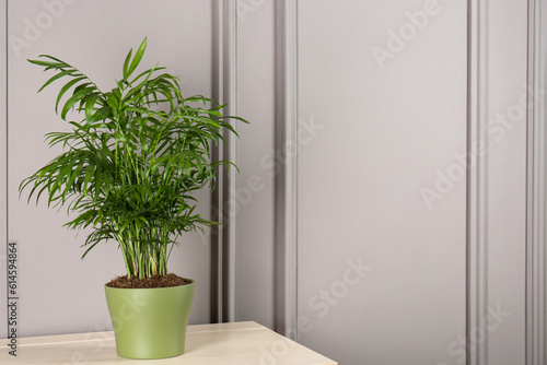 Potted chamaedorea palm on light table near white wall, space for text. Beautiful houseplant