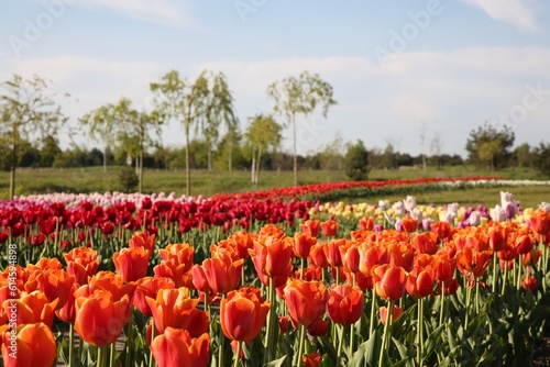 Beautiful colorful tulip flowers growing in field on sunny day