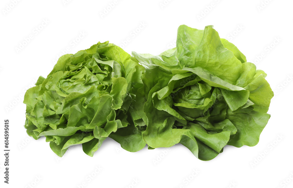 Fresh green butter lettuce heads isolated on white Fresh green butter lettuce heads isolated on white