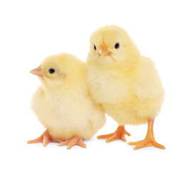 Two cute fluffy baby chickens on white background