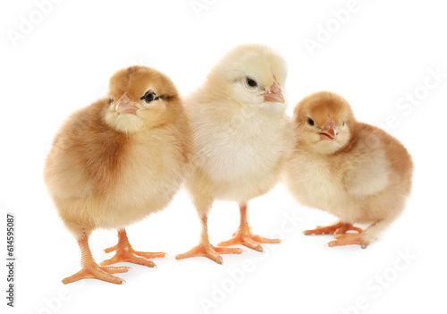 Wallpaper Mural Three cute fluffy chickens on white background Torontodigital.ca