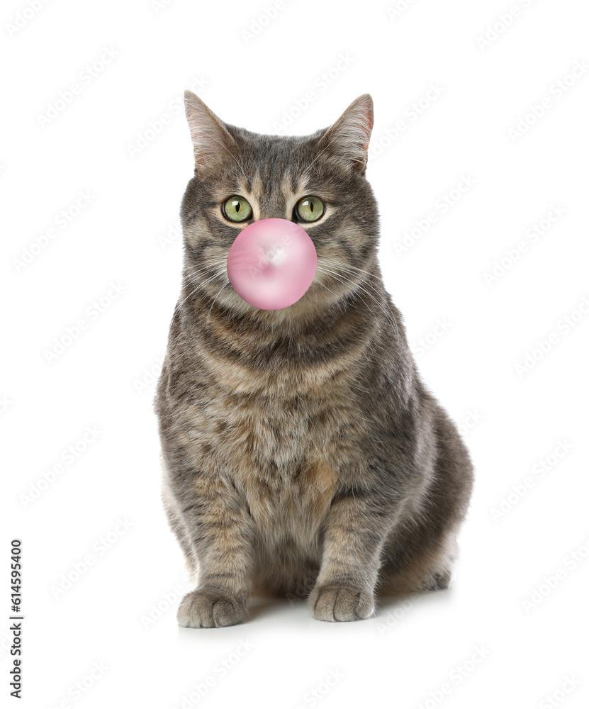 Fluffy grey tabby cat blowing bubble gum on white background