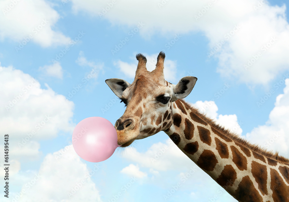 Naklejka premium Beautiful African giraffe blowing bubble gum against sky