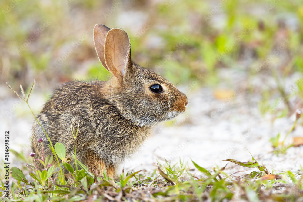 Fototapeta premium Baby rabbit (probably eastern cottontail) on Lido Key, Florida