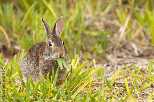 Billede på lærred Funny bunny—a rabbit (probably an eastern cottontail) chews blades of grass that