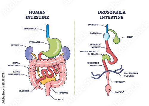 Drosophila digestive tract with anatomical gut sections outline diagram. Labeled educational scheme with fruit flies inner anatomy comparison with human intestine system vector illustration.