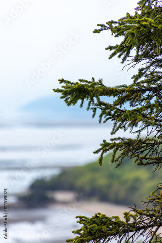 Light green spruce tree branches overlooking a sandy beach  a forest hill and a river  soft focus  bokeh. Grey clouds  sunlight  Quebec  Canada