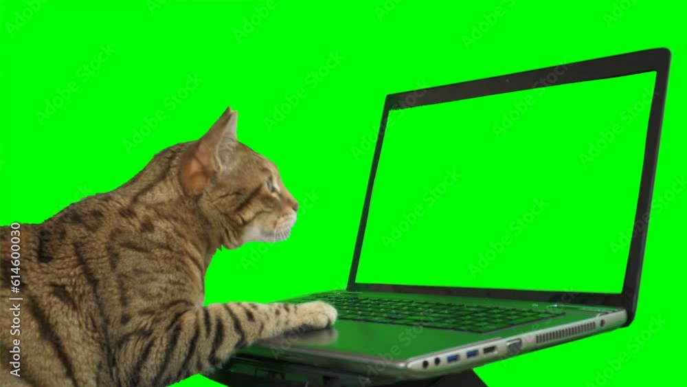 Bengal cat sitting in front of a laptop computer, looking at the screen, putting his paw on the keyboard on green screen isolated with chroma key. Bengal cat sitting in front of a laptop computer, looking at the screen, putting his paw on the keyboard on green screen isolated with chroma key.