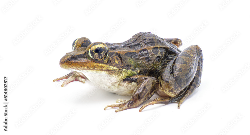 Fototapeta premium Southern leopard frog - Lithobates sphenocephalus or Rana sphenocephala - isolated on white background side front profile view