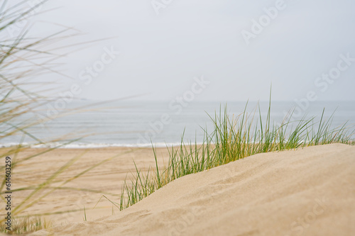 Sand dunes with marram grass and empty beach on Dutch coastline. Netherlands in overcast day. The dunes or dyke at Dutch north sea coast